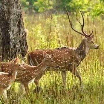 Wildlife Safari Tours