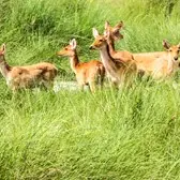 Wild-Life Safari Tours