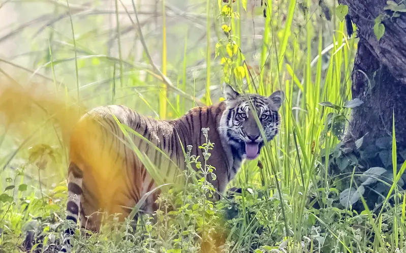 2 nights 3 days Bardia National Park Tour