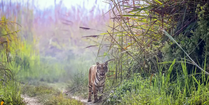 3 nights 4 days Chitwan National park Wildlife safari Tour