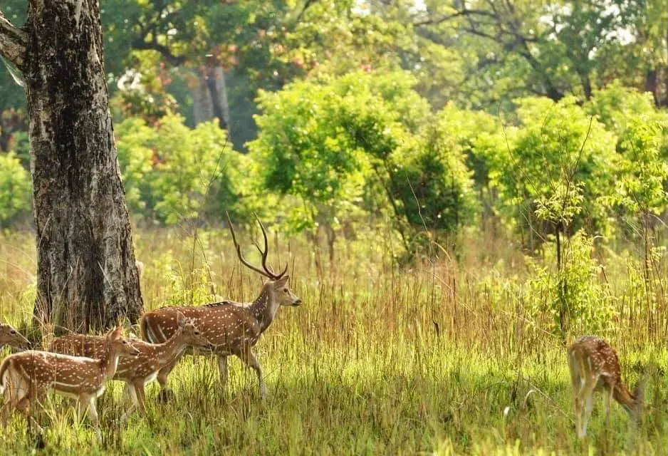 3 nights 4 days Bardia National Park Jungle Safari Tour